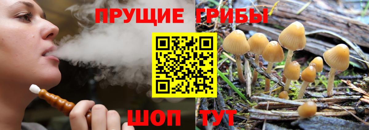 Курчатов  Галлюциногенные грибы ЛСД  Вход с VPN 